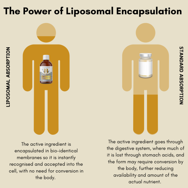Liposomal Multivitamin - Image 4